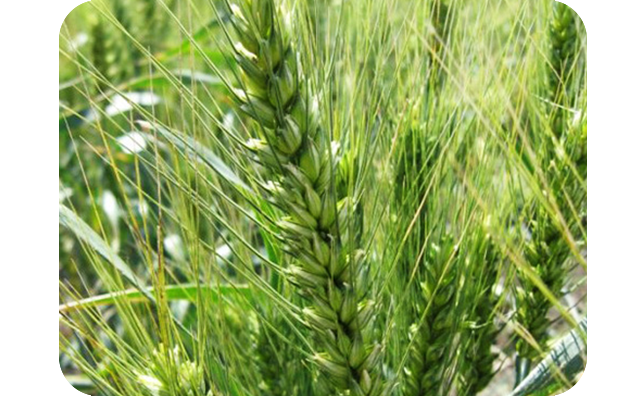 Пшеница, ячмень заказ опт