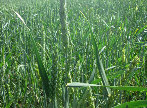 Посевной ячмень / пшеница в Украине, опт